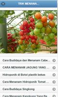 Cara Menanam Sayur-poster