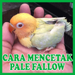 Cara Mencetak Lovebird Pale Fa