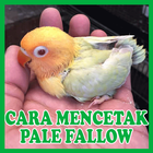 Cara Mencetak Lovebird Pale Fa アイコン