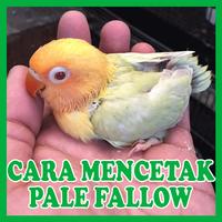 Cara Mencetak Lovebird Pale Fa スクリーンショット 2