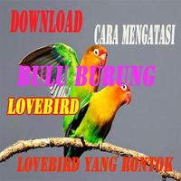 Cara Mengatasi Bulu Burung Lovebird yang Rontok poster