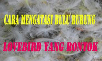 Cara Mengatasi Bulu Burung Lovebird yang Rontok screenshot 1