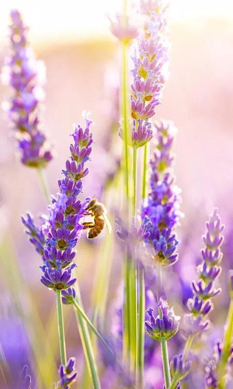 Beautiful Flower Wallpaper HD APK for Android Download Beautiful Flower Wallpaper HD APK for Android Download