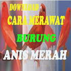 Cara Merawat Burung Anis Merah Lengkap আইকন