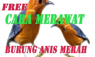 Cara Merawat Burung Anis Merah Lengkap imagem de tela 1