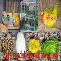 Cara singkat ternak lovebird скриншот 2