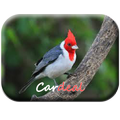 Kicau Burung Brazil