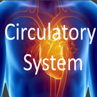 Herz-Kreislauf-System Anatomie Zeichen
