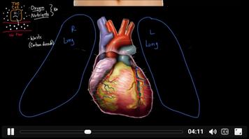 Herz-Kreislauf-System Anatomie Plakat