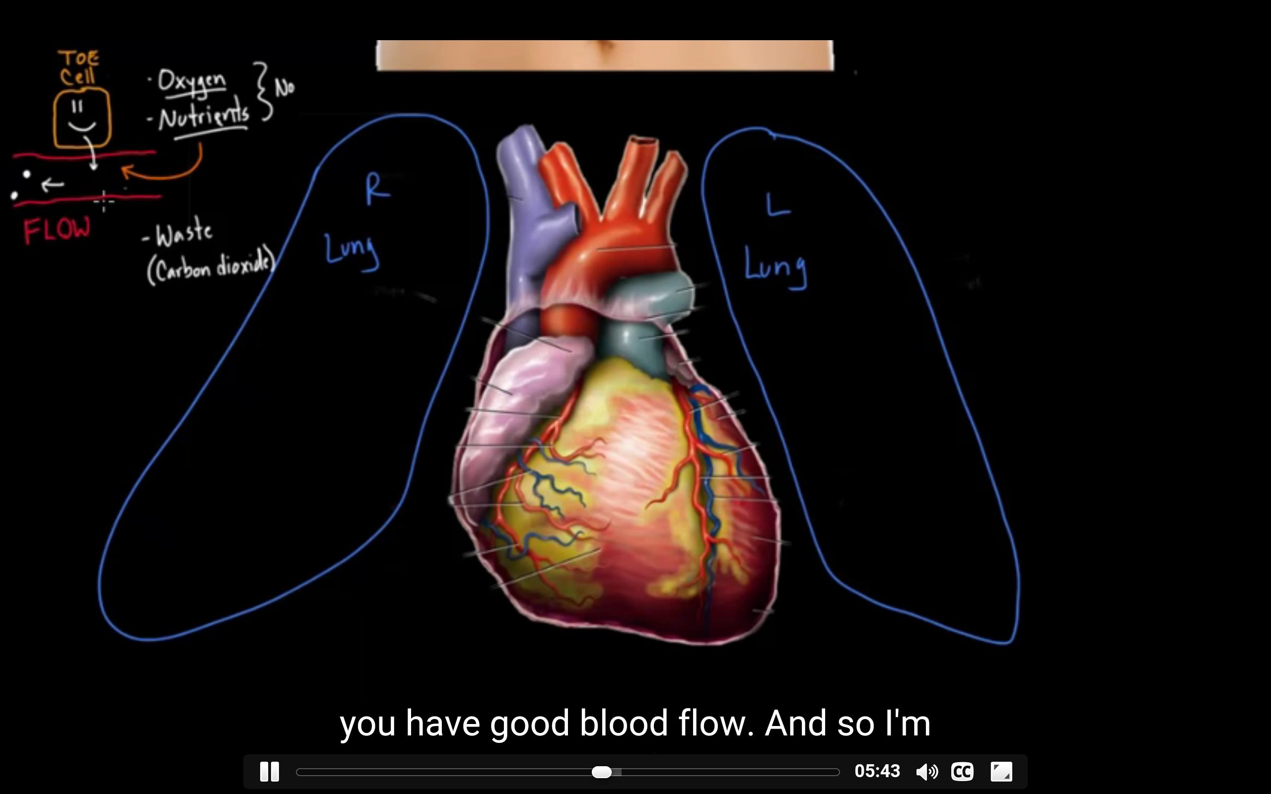 Cardiovascular system anatomy for Android - APK Download