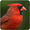 Cardinal Bird Sounds: Cardinal Sound&Cardinal Song