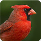 Cardinal Bird Sounds أيقونة