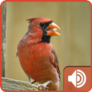 Cardinal Bird Sounds APK