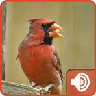 Cardinal Bird Sounds-icoon