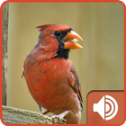 Cardinal Bird Sounds ikona