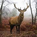 Deer Live Wallpaper APK