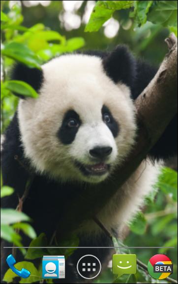 Panda Bears Live Wallpaper APK for Android Download
