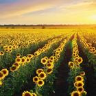 Sunflowers Live Wallpaper آئیکن