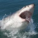 Great White Sharks - Wallpaper APK