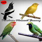 Panduan Merawat Burung أيقونة