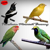 Poster Panduan Merawat Burung