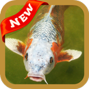 Carp Wallpaper APK