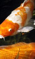 Carp Wallpaper screenshot 3