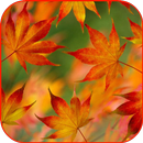 Autumn Leaves 4K Lock Screen APK