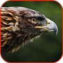 Eagle Lock Screen APK