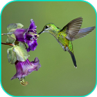 Hummingbird lock screen آئیکن