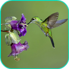Hummingbird lock screen icon