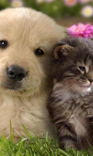 cat and dog wallpapers APK for Android Download