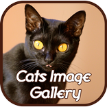 Cat Image Gallery