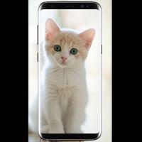 Cute Cat Wallpaper HD screenshot 3