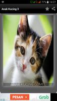 Anak Kucing poster