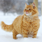 Cute Cat wallpaper أيقونة