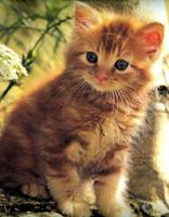 Cute Cat wallpaper-poster