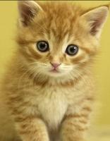 Cute Cat wallpaper स्क्रीनशॉट 2