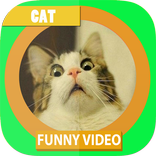 Talking Funny Cat Tom Videos