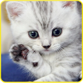 Cat sounds Cat trainer & cat whistle