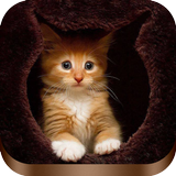 Cat Wallpapers ไอคอน