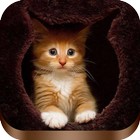 Fonds d'écran chat pour les amoureux des chats icône