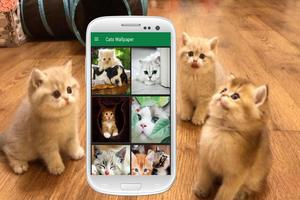 Fonds d'écran chat pour les amoureux des chats Affiche