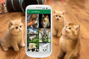 برنامه‌نما Cat Wallpapers عکس از صفحه