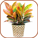 House Indoor Plants APK