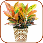 House Indoor Plants أيقونة