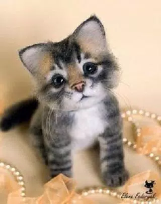 NaNi | Cute Funny Cats Pics and Videos APK for Android Download NaNi | Cute Funny Cats Pics and Videos APK for Android Download
