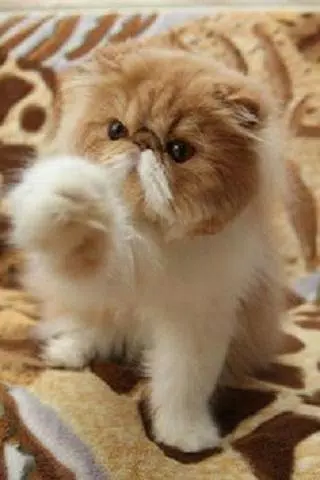 NaNi | Cute Funny Cats Pics and Videos APK for Android Download NaNi | Cute Funny Cats Pics and Videos APK for Android Download