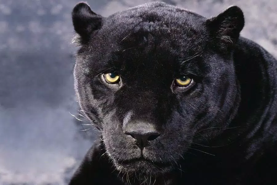 wallpaper black panther APK for Android Download wallpaper black panther APK for Android Download