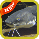 Catfish Wallpaper APK